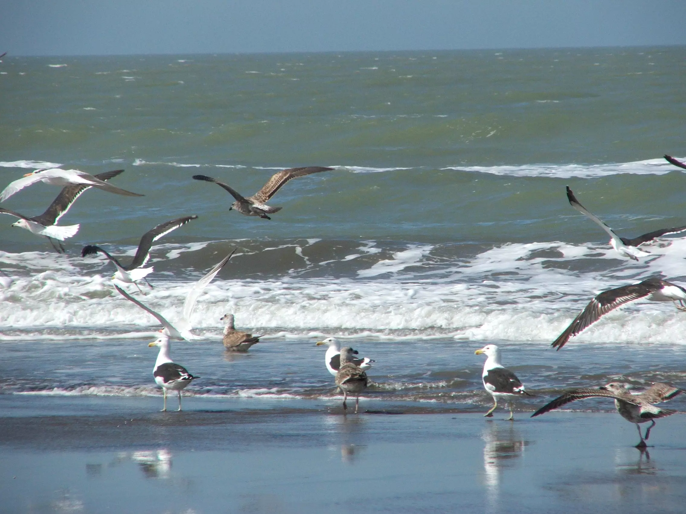 Gaviotas